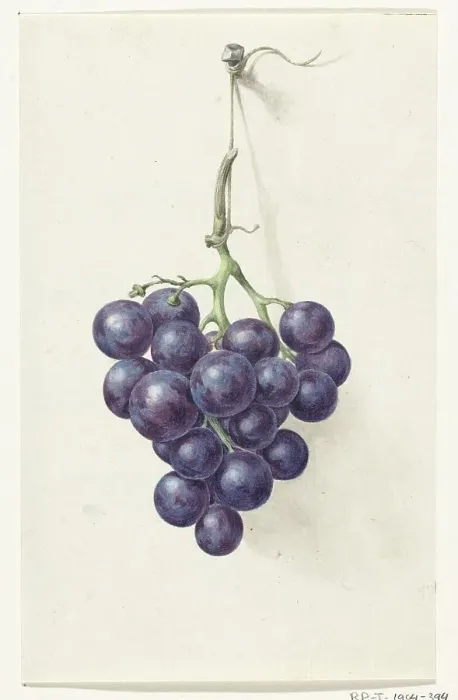 Framed Print : Bunch of blue grapes, 1775-1833. Creator: Jean Bernard Framed Print : Bunch of blue grapes, 1775-1833. Creator: Jean Bernard