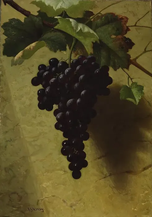Framed Print : Bunch of Grapes, 1870s. Creator: Andrew John Henry Way Framed Print : Bunch of Grapes, 1870s. Creator: Andrew John Henry Way