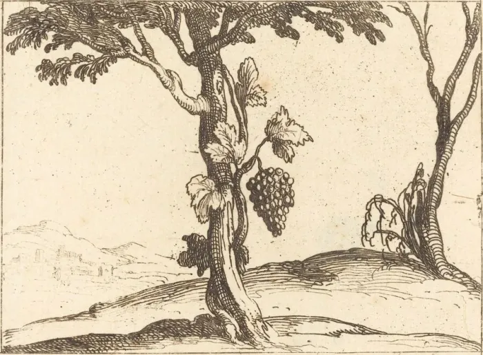 Framed Print : Bunch of Grapes. Creator: Jacques Callot Framed Print : Bunch of Grapes. Creator: Jacques Callot