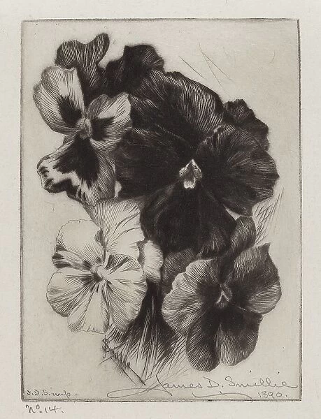 A Bunch of Pansies, 1890. Creator: James David Smillie