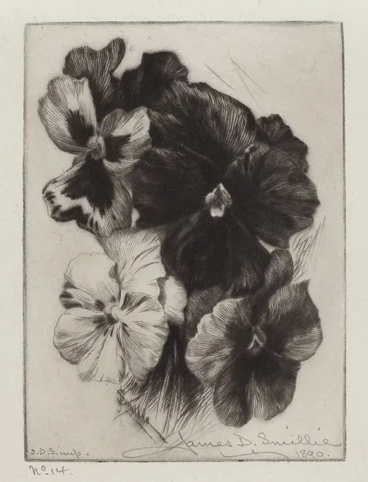 Framed Print : A Bunch of Pansies, 1890. Creator: James David Smillie Framed Print : A Bunch of Pansies, 1890. Creator: James David Smillie