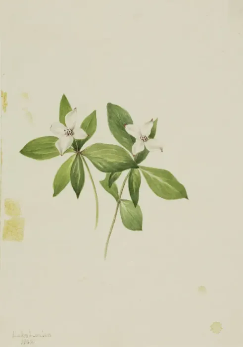 Framed Print : Bunchberry (Cornus canadensis), 1902. Creator: Mary Vaux Walcott Framed Print : Bunchberry (Cornus canadensis), 1902. Creator: Mary Vaux Walcott