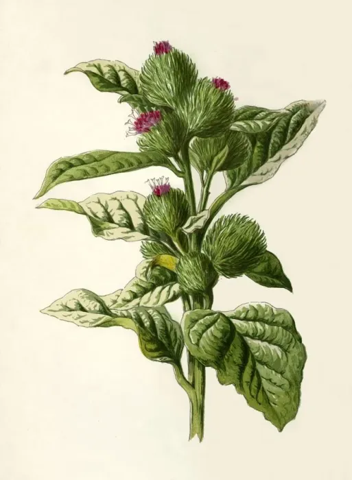 Framed Print : Burdock, 1877. Creator: Frederick Edward Hulme Framed Print : Burdock, 1877. Creator: Frederick Edward Hulme