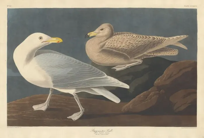 Framed Print : Burgomaster Gull, 1837. Creator: Robert Havell Framed Print : Burgomaster Gull, 1837. Creator: Robert Havell