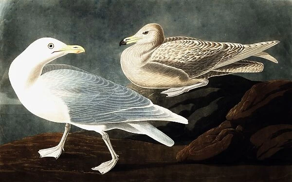 Burgomaster Gull, Larus Glaucus, 1845