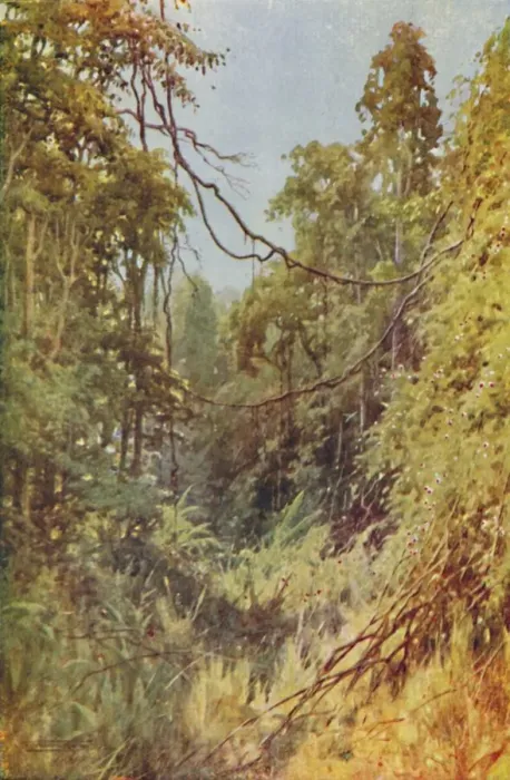 Framed Print : Burmese Jungle, 1924 Framed Print : Burmese Jungle, 1924