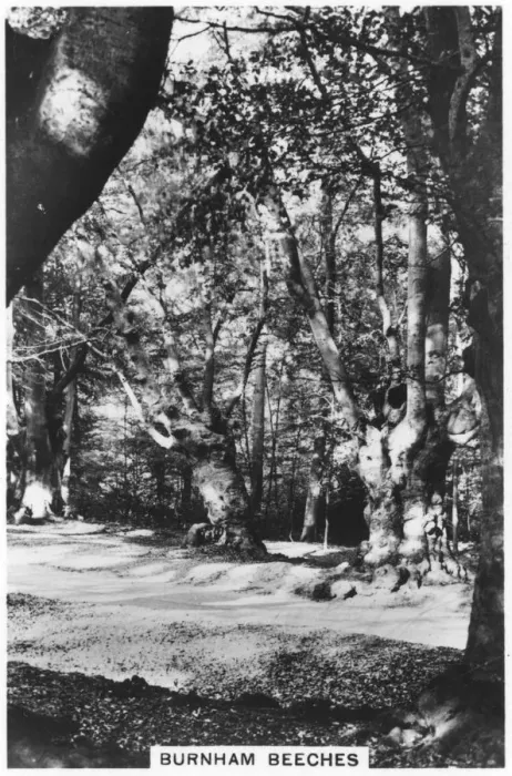 Framed Print : Burnham Beeches, Buckinghamshire, 1937 Framed Print : Burnham Beeches, Buckinghamshire, 1937