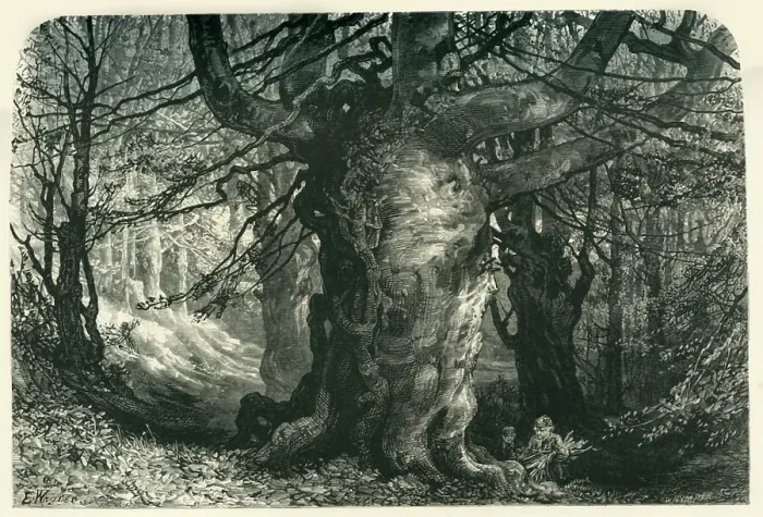 Framed Print : Burnham Beeches, c1870 Framed Print : Burnham Beeches, c1870