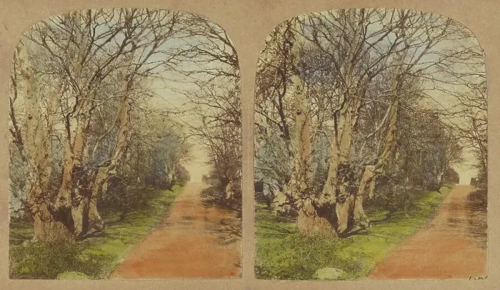 Framed Print : Burnham Beeches. (The finest Specimens in the World.), 1857-1859. Creator: William Morris Grundy Framed Print : Burnham Beeches. (The finest Specimens in the World.), 1857-1859. Creator: William Morris Grundy