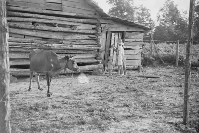Framed Print : Burroughs children and cow near the barn, Hale County, Alabama, 1936. Creator: Walker Evans Framed Print : Burroughs children and cow near the barn, Hale County, Alabama, 1936. Creator: Walker Evans