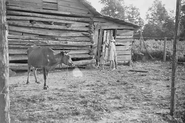 Burroughs children and cow near the barn, Hale County, Alabama, 1936. Creator: Walker Evans