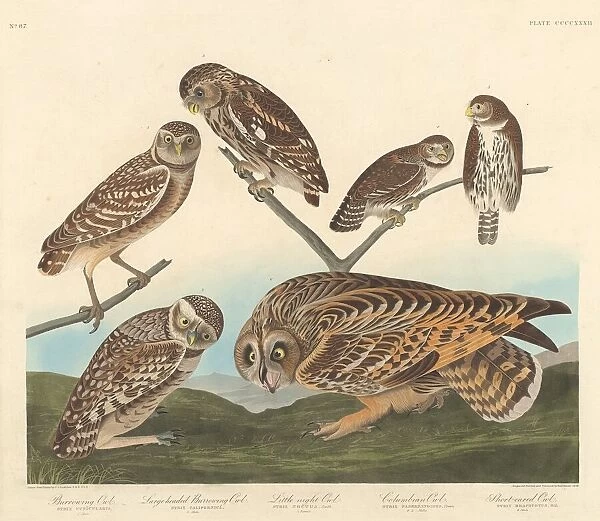 Burrowing Owl, Large-Headed Burrowing Owl andLittle Night Owl, 1838