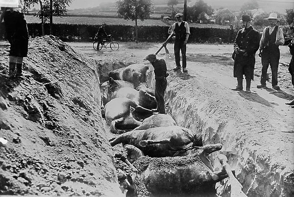 Burying horses, Battlefield of Haelen, 1914. Creator: Bain News Service