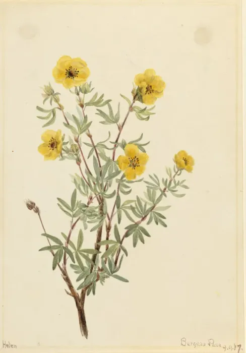 Framed Print : Bush Cinquefoil (Potentilla fruticosa), 1917. Creator: Mary Vaux Walcott Framed Print : Bush Cinquefoil (Potentilla fruticosa), 1917. Creator: Mary Vaux Walcott