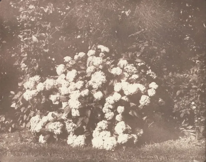 Framed Print : A Bush of Hydrangea in Flower, ca. 1842. Creator: William Henry Fox Talbot Framed Print : A Bush of Hydrangea in Flower, ca. 1842. Creator: William Henry Fox Talbot