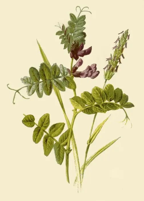 Framed Print : Bush-Vetch & Sweet-Scented Vernal Grass, 1877. Creator: Frederick Edward Hulme Framed Print : Bush-Vetch & Sweet-Scented Vernal Grass, 1877. Creator: Frederick Edward Hulme
