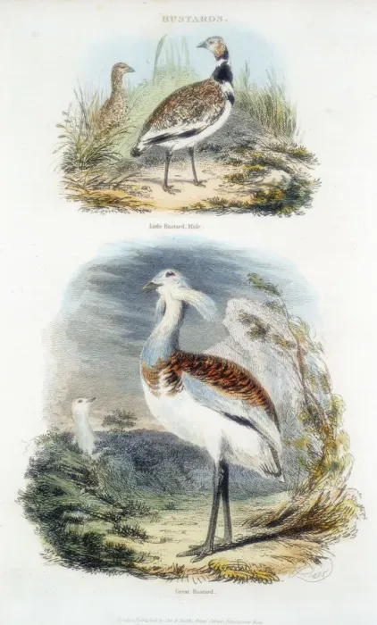 Framed Print : Bustards, 1835 Framed Print : Bustards, 1835