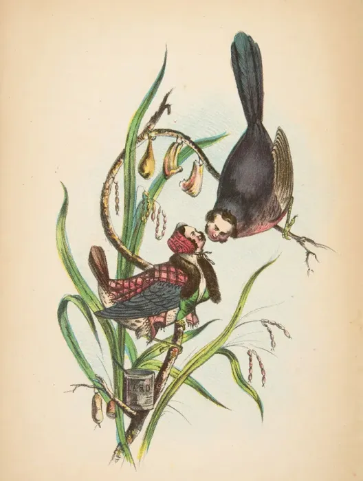 Framed Print : Butcher Birds, from The Comic Natural History of the Human Race, 1851 Framed Print : Butcher Birds, from The Comic Natural History of the Human Race, 1851