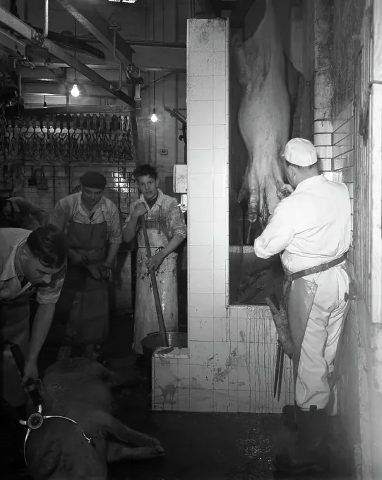Framed Print : Butchery factory, Rawmarsh, South Yorkshire, 1955. Artist: Michael Walters Framed Print : Butchery factory, Rawmarsh, South Yorkshire, 1955. Artist: Michael Walters