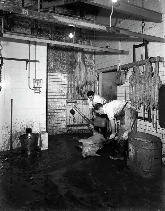 Framed Print : Butchery factory, Rawmarsh, South Yorkshire, 1955. Artist: Michael Walters Framed Print : Butchery factory, Rawmarsh, South Yorkshire, 1955. Artist: Michael Walters