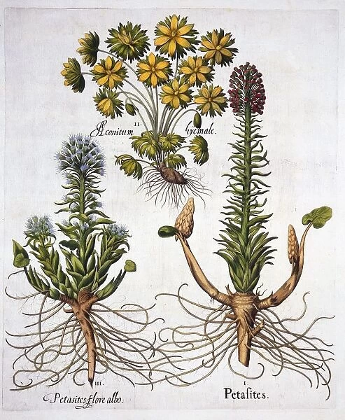 Butterburs and Winter Aconite, from Hortus Eystettensis, by Basil Besler (1561-1629), pub