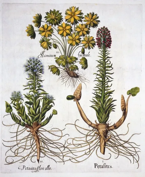 Framed Print : Butterburs and Winter Aconite, from Hortus Eystettensis, by Basil Besler (1561-1629), pub Framed Print : Butterburs and Winter Aconite, from Hortus Eystettensis, by Basil Besler (1561-1629), pub