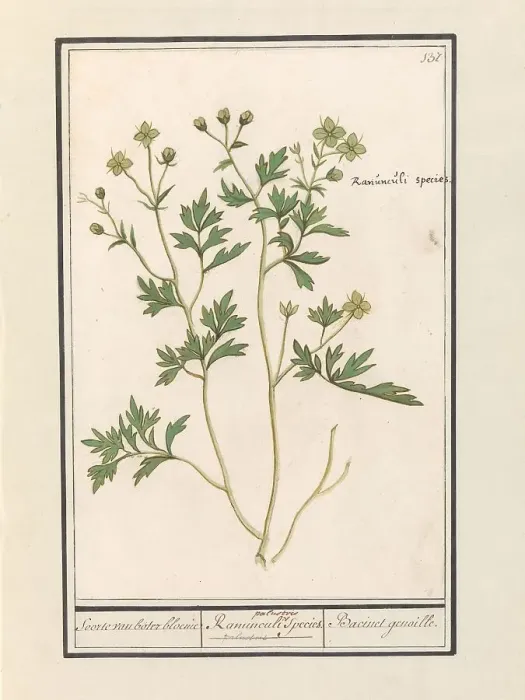 Framed Print : Buttercup (Ranunculus), 1596-1610. Creators: Anselmus de Boodt, Elias Verhulst Framed Print : Buttercup (Ranunculus), 1596-1610. Creators: Anselmus de Boodt, Elias Verhulst