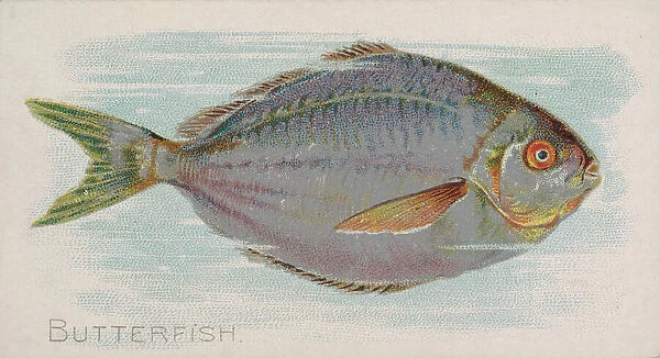 Butterfish, from the Fish from American Waters series (N8) for Allen &