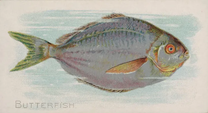 Framed Print : Butterfish, from the Fish from American Waters series (N8) for Allen & Framed Print : Butterfish, from the Fish from American Waters series (N8) for Allen &