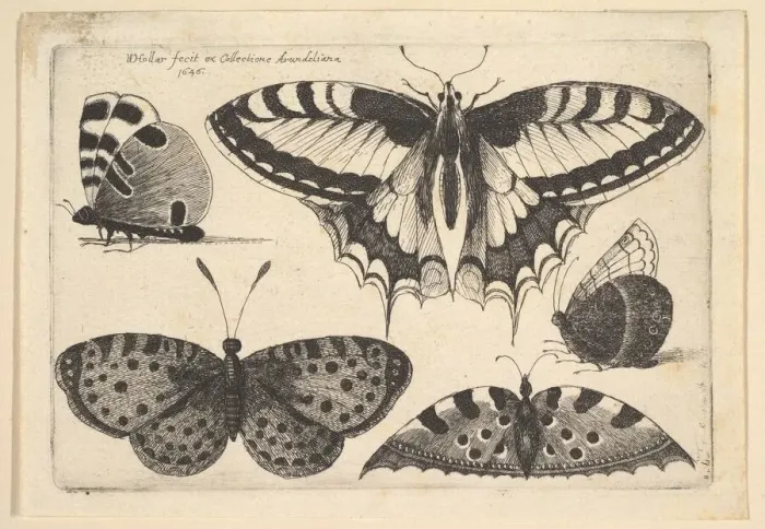 Framed Print : Five Butterflies, 1646. Creator: Wenceslaus Hollar Framed Print : Five Butterflies, 1646. Creator: Wenceslaus Hollar