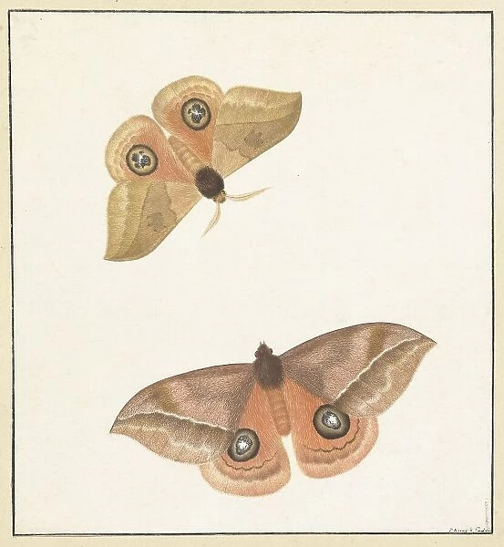 Two butterflies, 1747-1802. Creator: Paulus Knogh
