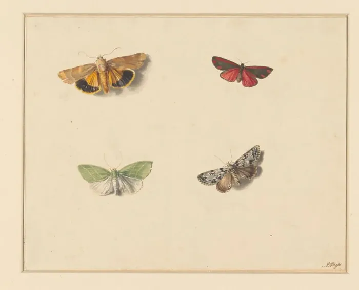 Framed Print : Four butterflies, 1811-1851. Creator: Anton Weiss Framed Print : Four butterflies, 1811-1851. Creator: Anton Weiss