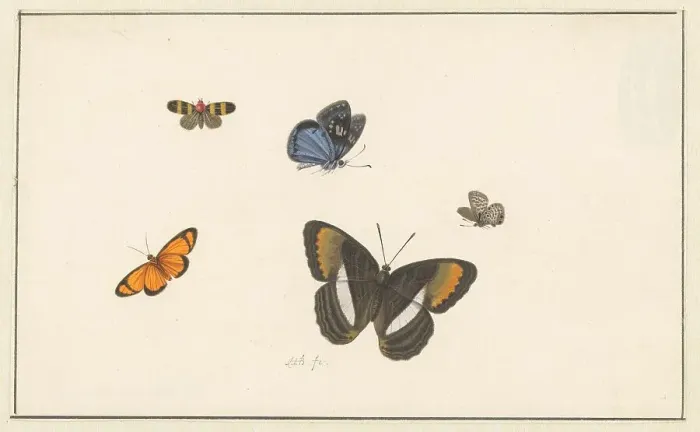 Framed Print : Five butterflies, c. 1677-c. 1726. Creator: Herman Henstenburgh Framed Print : Five butterflies, c. 1677-c. 1726. Creator: Herman Henstenburgh