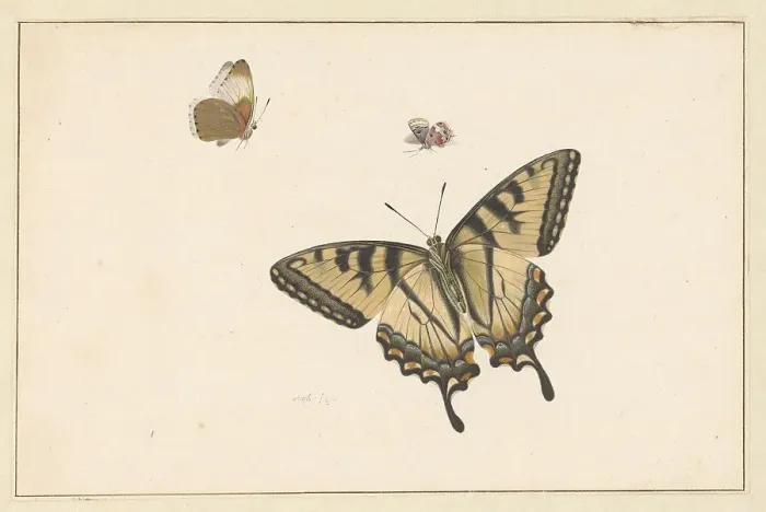 Framed Print : Three Butterflies, c.1683-c.1726. Creator: Herman Henstenburgh Framed Print : Three Butterflies, c.1683-c.1726. Creator: Herman Henstenburgh