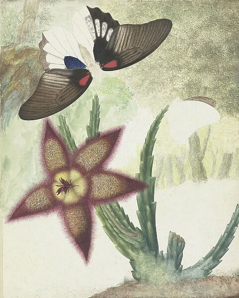 Two butterflies and a five-petalled yellow-purple flower, 1774-1842. Creator: Hermanus de Wit