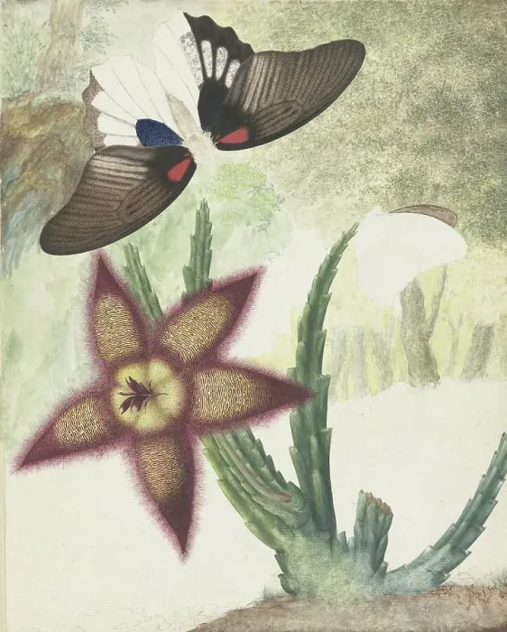 Framed Print : Two butterflies and a five-petalled yellow-purple flower, 1774-1842. Creator: Hermanus de Wit Framed Print : Two butterflies and a five-petalled yellow-purple flower, 1774-1842. Creator: Hermanus de Wit