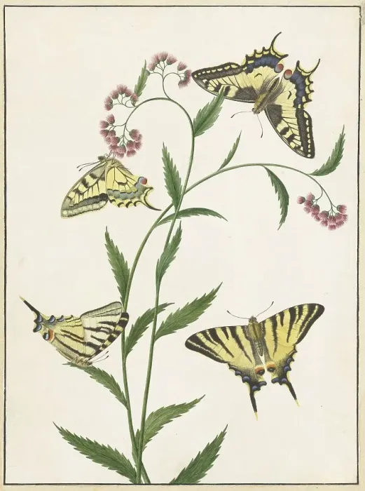 Framed Print : Four Butterflies on Flowers, 1747-1802. Creator: Paulus Knogh Framed Print : Four Butterflies on Flowers, 1747-1802. Creator: Paulus Knogh