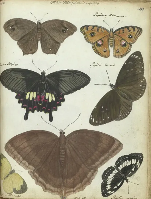 Framed Print : Butterflies from Java, 1784. Creator: Jan Brandes Framed Print : Butterflies from Java, 1784. Creator: Jan Brandes