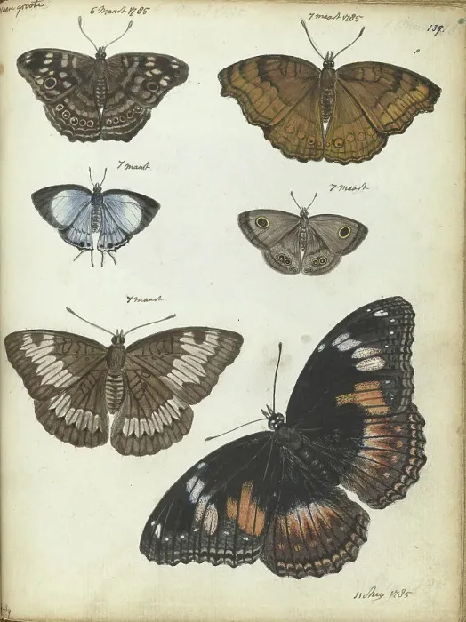Framed Print : Butterflies from Java, 1785. Creator: Jan Brandes Framed Print : Butterflies from Java, 1785. Creator: Jan Brandes