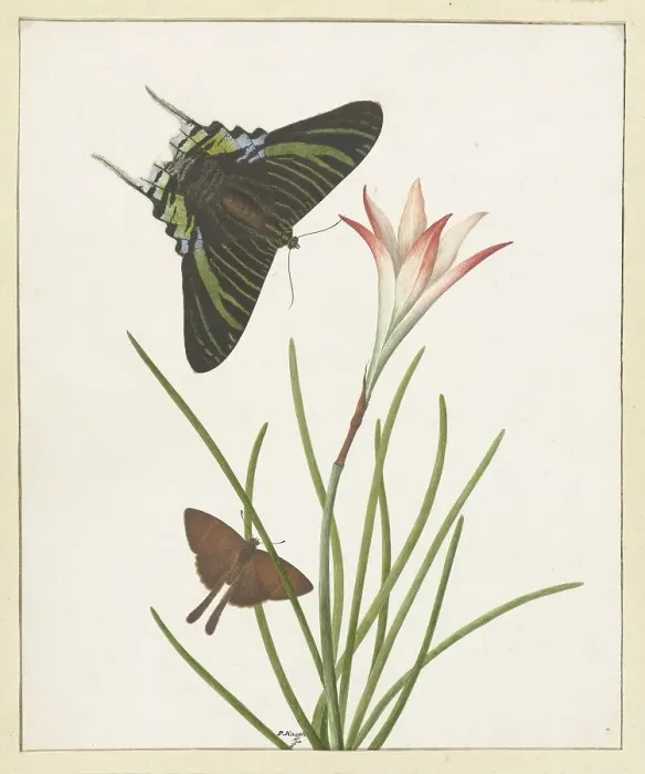 Framed Print : Two butterflies with a lily, 1747-1802. Creator: Paulus Knogh Framed Print : Two butterflies with a lily, 1747-1802. Creator: Paulus Knogh