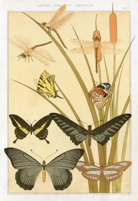 Framed Print : Butterflies, pub. 1897. Creator: Maurice Pillard Verneuil (1869?1942) Framed Print : Butterflies, pub. 1897. Creator: Maurice Pillard Verneuil (1869?1942)