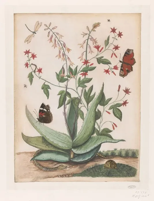 Framed Print : Butterflies, a snake and a turtle around a blooming agave, 1686-1757. Creator: Maria Moninckx Framed Print : Butterflies, a snake and a turtle around a blooming agave, 1686-1757. Creator: Maria Moninckx