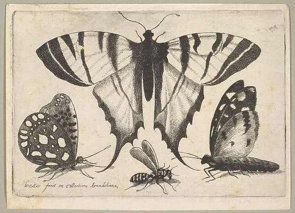 Three Butterflies and a Wasp, 1646. Creator: Wenceslaus Hollar