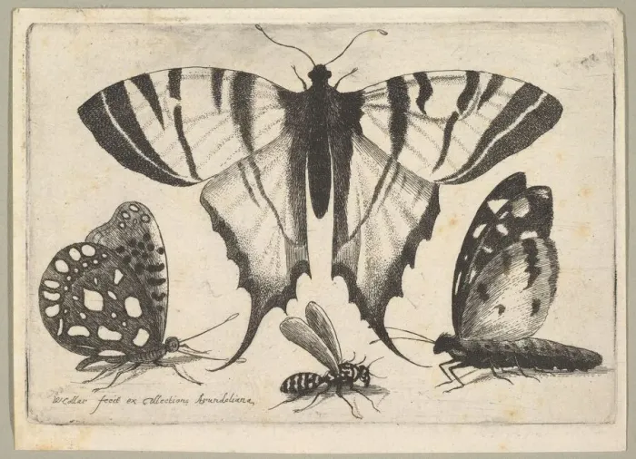 Framed Print : Three Butterflies and a Wasp, 1646. Creator: Wenceslaus Hollar Framed Print : Three Butterflies and a Wasp, 1646. Creator: Wenceslaus Hollar