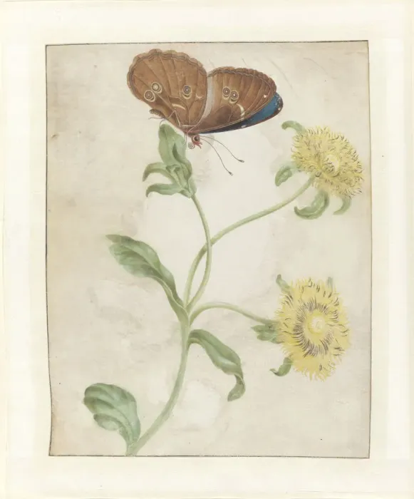 Framed Print : Butterfly on the bud of a plant with yellow flowers, 1695