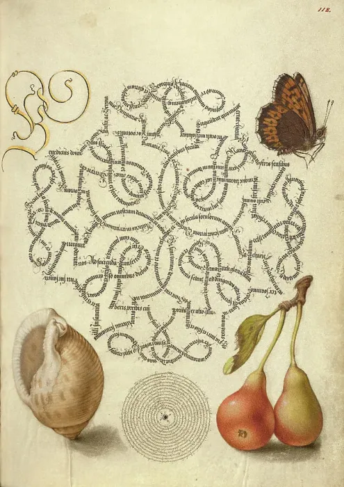 Framed Print : Butterfly, Marine Mollusk, and Pear, 1561-1562; illumination added 1591-1596. Creator: Joris Hoefnagel Framed Print : Butterfly, Marine Mollusk, and Pear, 1561-1562; illumination added 1591-1596. Creator: Joris Hoefnagel