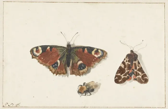 Framed Print : Butterfly, Moth and Bumblebee, c.1700. Creator: Johannes Bronkhorst Framed Print : Butterfly, Moth and Bumblebee, c.1700. Creator: Johannes Bronkhorst