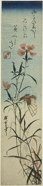 Butterfly and pinks, mid-1840s. Creator: Ando Hiroshige