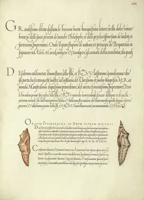 Framed Print : Butterfly Pupae; Mira calligraphiae monumenta, 1561-1562; illumination added 1591-1596. Creator: Joris Hoefnagel Framed Print : Butterfly Pupae; Mira calligraphiae monumenta, 1561-1562; illumination added 1591-1596. Creator: Joris Hoefnagel