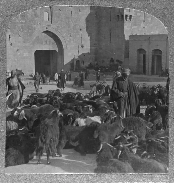 Buying goats at the Damascus Gate, Jerusalem, c1900